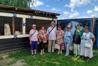Хаски и еноты