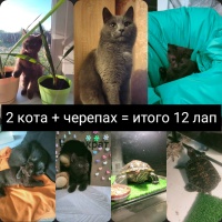 Онлайн-конкурс фотографий «Четыре лапы»